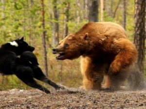 Медведь и волки фото